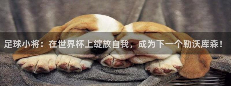 世界杯预选赛亚洲区积分榜：足球小将：在世界杯上绽放自我，成为下一个勒沃库森！